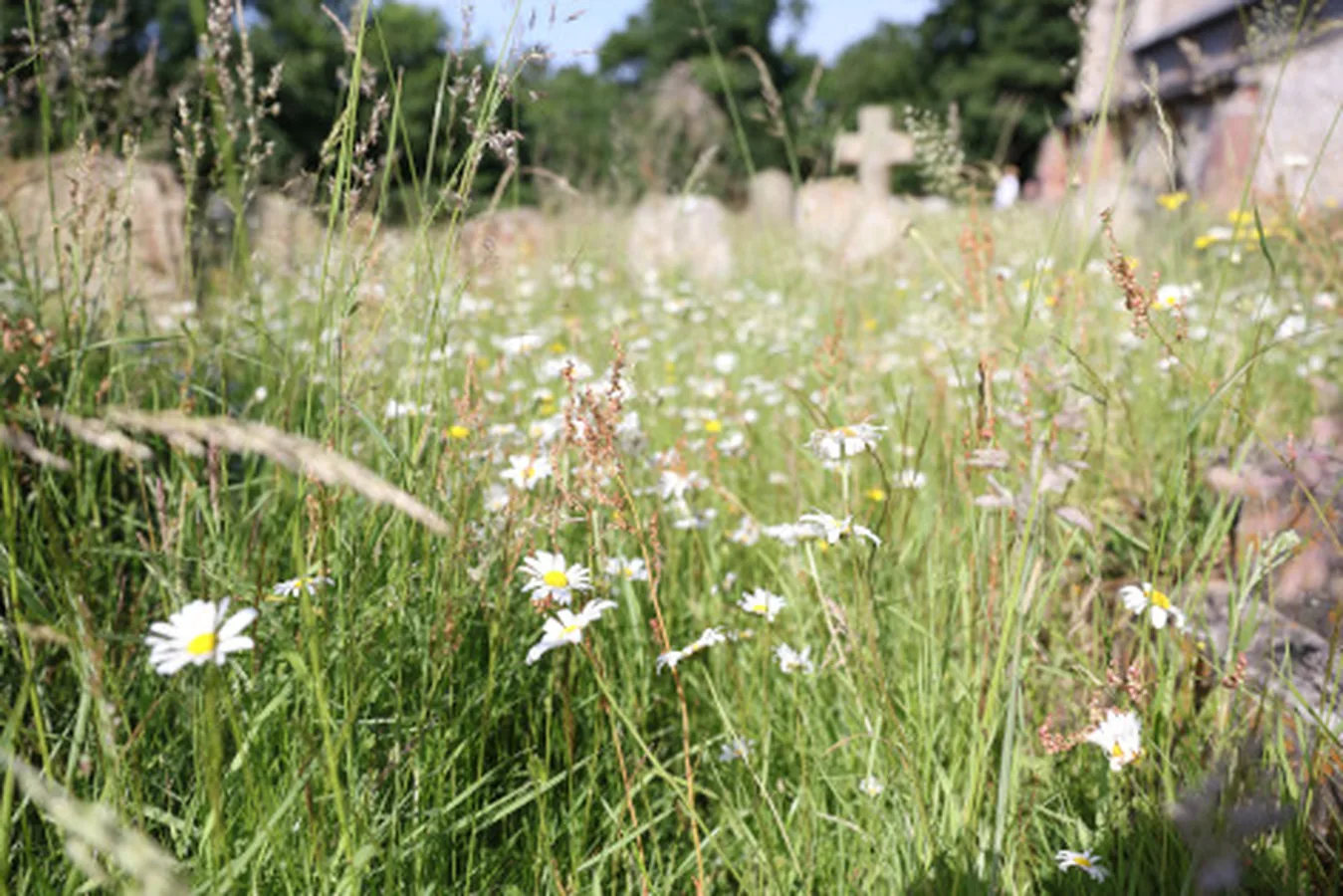 wildflowers in saint mary's church wroxham