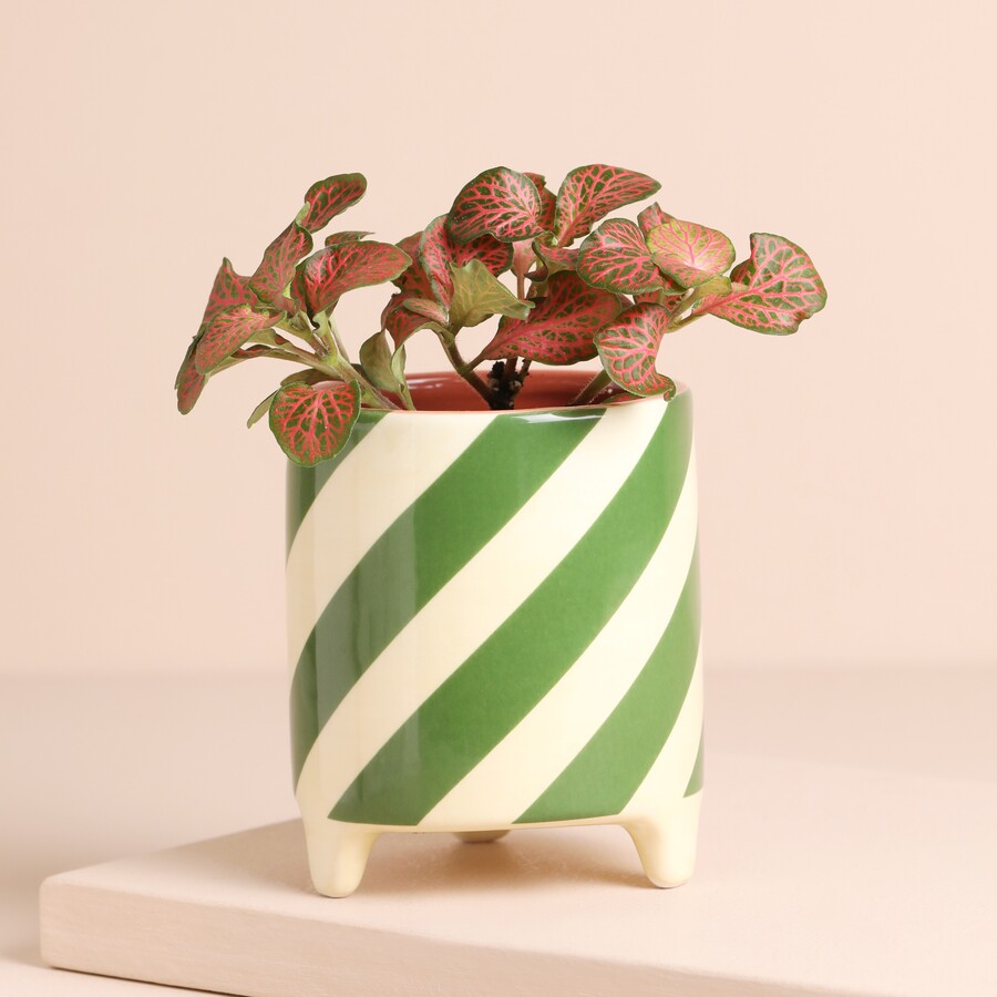 Green and White Candy Cane Striped Mini Planter
