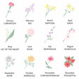 Lisa Angel Birth Flower Illustratons