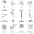 Graphic of Birth Flowers for the Personalised Birth Flower and Bail Birthstone Charm Necklace