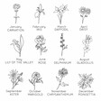 Graphic showing Lisa Angel Birth Flower Illustration Options