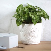 White Ceramic Botanical Leaf Planter, H12cm