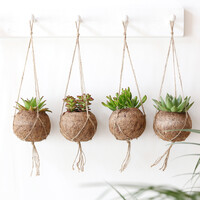 Kokodama Hanging Coconut Succulent