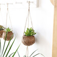 Lisa Angel with Sustainable Kokodama Hanging Coconut Succulent