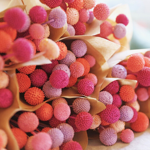 Lisa Angel Pink and Purple Preserved Candy 'Billy Buttons' Craspedia Flowers