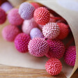 Lisa Angel Pretty Preserved Candy 'Billy Buttons' Craspedia Flowers