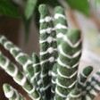 Close Up of Handmade Felt Aloe Vera Standing Decoration
