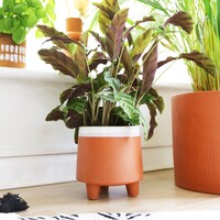 Garden Trading Terracotta Planter