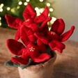 Red Flowers on Jellycat Amuseable Poinsettia Pot Soft Toy