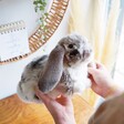 Children's Living Nature Grey Lop Eared Bunny Rabbit