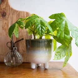 Sass & Belle Mojave Glaze Green Planter, H12.5cm