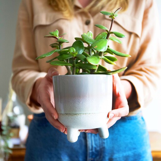 Middle Age Grey Haired Woman Holding Green Plant Pot Home Stock