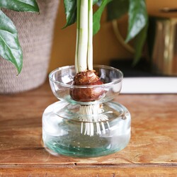 LSA Canopy Bulb Planter
