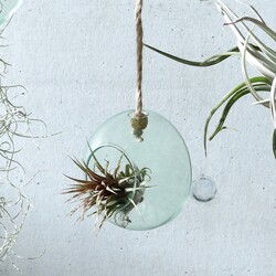 LSA Canopy Glass Hanging Planter