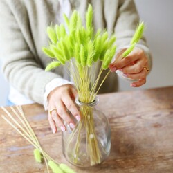 Lagurus Bunny Tails Grass in Green