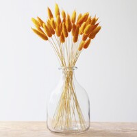 Lagurus Bunny Tails Grass in Mustard