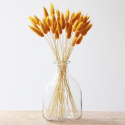 Lagurus Bunny Tails Grass in Mustard
