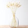 Lisa Angel Preserved Lagurus Bunny Tails Grass in Natural White