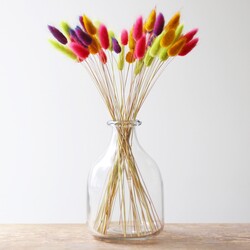 Lagurus Bunny Tails Grass in Pink, Green, Mustard and Purple