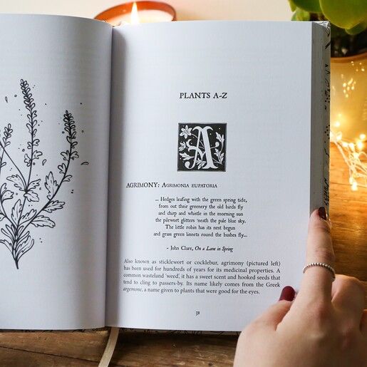 Chapter in Folk Magic and Healing: An Unusual History of Everyday Plants