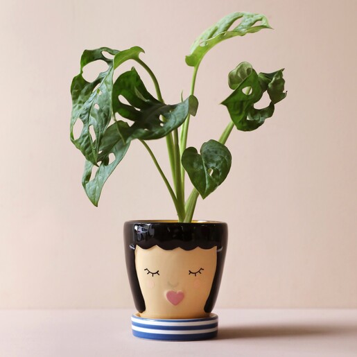 Blue Face Ceramic Planter and Tray with Cheese Plant