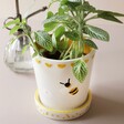Leafy House Plant Inside Small Bee Ceramic Planter and Tray