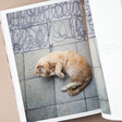 Inside Page of Shop Cats of Hong Kong Book Showing Ginger Cat