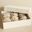 Afroart Set of 6 White Kotte Hanging Decorations in packaging