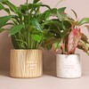 A Good Day Planter with grow your own way planter both with plants inside against neutral backdrop