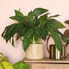 A Good Day Planter with large plant inside on top of wooden counter with watering can next to it