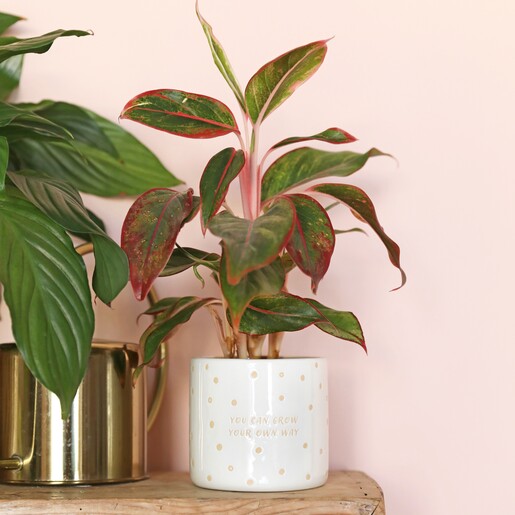 Grow Your Own Way Planter with plant inside from far away on top of wooden counter against neutral coloured background
