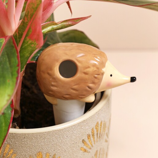 Filling Hole on Hedgehog Plant Watering Spike in Plant Pot