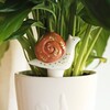 Snail Plant Watering Spike in White Plant Pot
