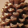 Close up of gold detailing on the Wax Pinecone LED Candle