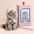 Freddy the British Shorthair Floppy Cat Soft Toy in Gift Box