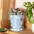 A blue planter with white daisies and yellow bees