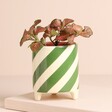 Green and White Candy Cane Striped Mini Planter against a beige background