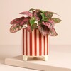 Red Candycane Stripe Mini Planter on a Beige Background