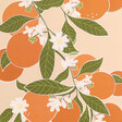 Jenna Crush Illustration Orange Blossom Colour Print A4 Close Up