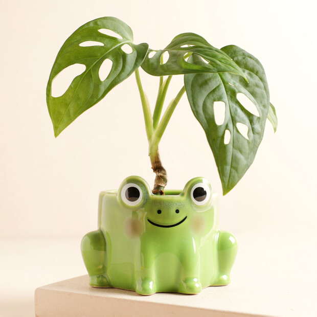 Sass & Belle Mini Frog Sitting Planter Sass & Belle Mini Frog Sitting Planter