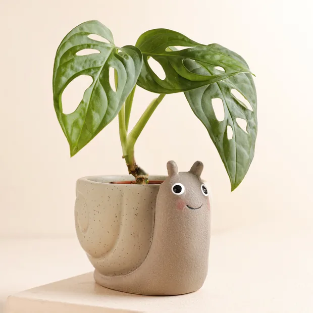 Sass & Belle Mini Snail Sitting Planter Sass & Belle Mini Snail Sitting Planter