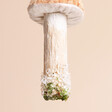 Mushroom stalk with diamonds 