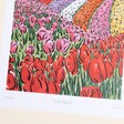 Close Up of Jenna Crush Norfolk Tulip Fields A3 Print