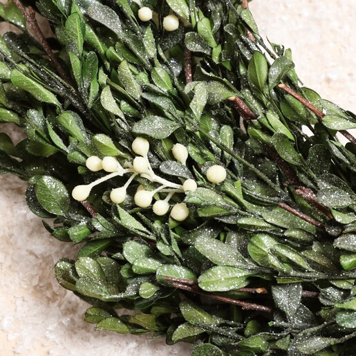 close up of mistletoe