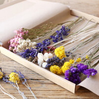 Rainbow Brights Cut Dried Flowers Letterbox Gift