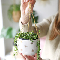 Sass & Belle Queen Bee Hanging Planter with String of Pearls Plant