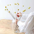 20 Stems of Preserved Natural 'Billy Buttons' Craspedia Flowers From Lisa Angel 