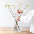 Decorative 20 Stems of Preserved Natural 'Billy Buttons' Craspedia Flowers From Lisa Angel 
