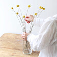10 Stems of Preserved Natural 'Billy Buttons' Craspedia Flowers From Lisa Angel 