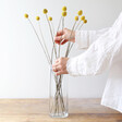 Decorative 10 Stems of Preserved Natural 'Billy Buttons' Craspedia Flowers From Lisa Angel 